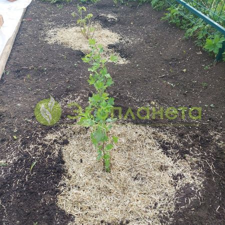 Льняная костра Экотеплин 