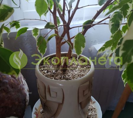 Льняная костра Экотеплин 